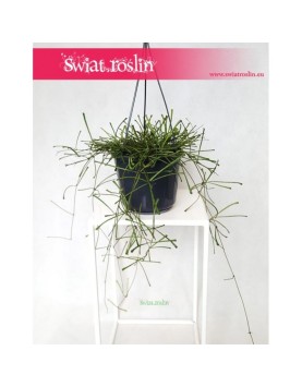 Hoja Retusa, Hoya retusa, Woskownica 1