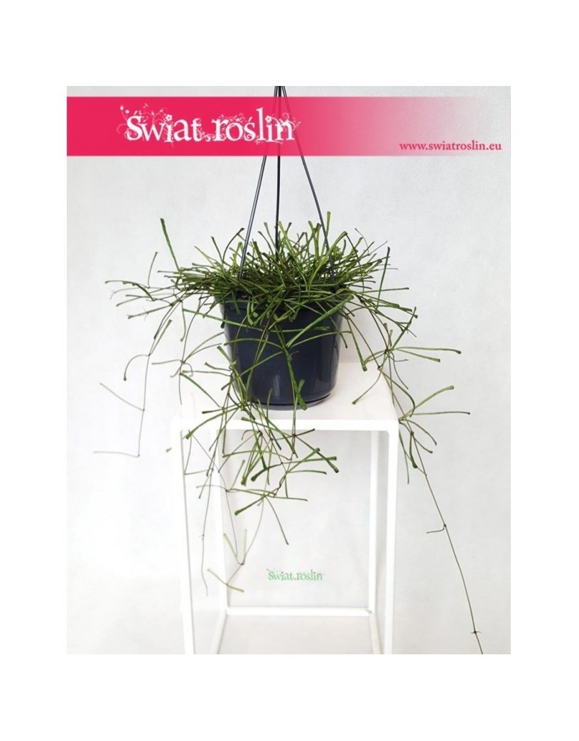 Hoja Retusa, Hoya retusa, Woskownica 1