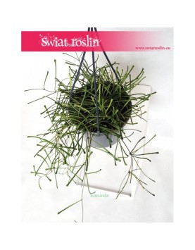 Hoja Retusa, Hoya retusa, Woskownica 2
