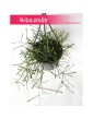 Hoja Retusa, Hoya retusa, Woskownica 2