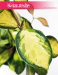Hoja Australijska Lisa, Hoya Australis Lisa, Hoya Lisa, Hoja Lisa, Woskownica, rośliny doniczkowe sklep online