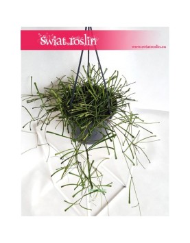 Hoja Retusa, Hoya retusa, Woskownica 3