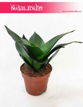 Sansevieria Hahnii Black, Sansewieria Hahnii Black, sklep z roślinami online