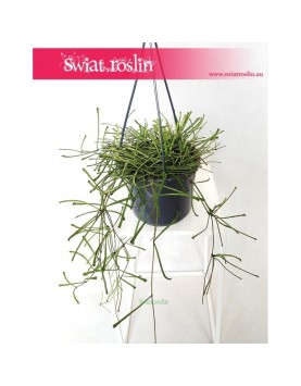 Hoja Retusa, Hoya retusa, Woskownica 5