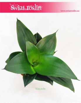 Sansevieria Hahnii Black, Sansewieria Hahnii Black, rośliny z insta sklep