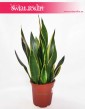 Sansewieria Diamond Flame, Wężownica, Sansevieria Diamond Flame