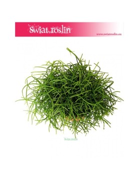 Rypsalis Cashero, Rhipsalis Cashero, Patyczak 1