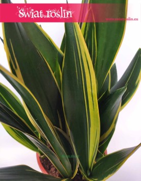 Sansewieria Diamond Flame, Wężownica, Sansevieria Diamond Flame, rośliny z insa, sansevieria roślina sklep