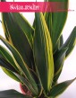 Sansewieria Diamond Flame, Wężownica, Sansevieria Diamond Flame, rośliny z insa, sansevieria roślina sklep