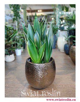Sansewieria Diamond Flame, Wężownica, Sansevieria Diamond Flame, modne rośliny, rośliny do biura, do firmy do mieszkania