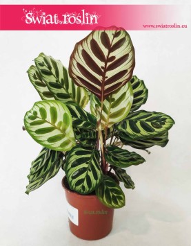 Kalatea Makoyana, Calathea Makoyana, sklep z roślinami online