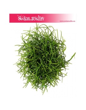 Rypsalis Cashero, Rhipsalis Cashero, Patyczak 2