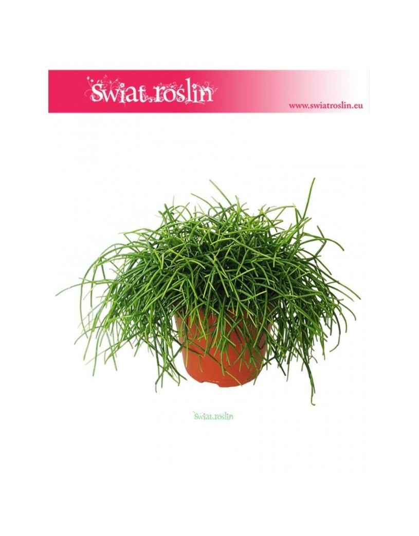 Rypsalis Cashero, Rhipsalis Cashero, Patyczak 3