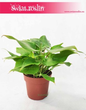 Homalomena Rubescens Maggy, Czermiówka Czerwieniejąca,