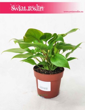 Homalomena Rubescens Maggy, Czermiówka Czerwieniejąca, sklep z roślinami, wysyłka roślin