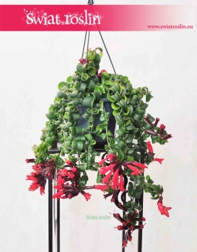 Eschynantus Twister, Eszynantus Twister, Aeschynanthus Twister, rośliny kwiaty doniczkowe sklep w Krakowie