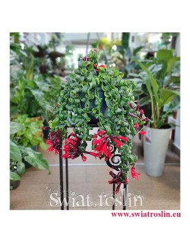 Eschynantus Twister, Eszynantus Twister, Aeschynanthus Twister, popularne rośliny z insta sklep internetowy online