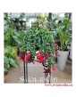 Eschynantus Twister, Eszynantus Twister, Aeschynanthus Twister, popularne rośliny z insta sklep internetowy online