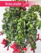 Eschynantus Twister, Eszynantus Twister, Aeschynanthus Twister, modne rośliny sklep online