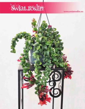 Eschynantus Twister, Eszynantus Twister, Aeschynanthus Twister, kwiaty doniczkowe sklep online