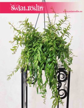 Eschynantus Japhrolepis, Eszynantus Japhrolepis, Aeschynanthus Japhrolepis, sklep internetowy, wysyłka roślin