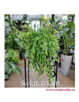 Eschynantus Japhrolepis, Eszynantus Japhrolepis, Aeschynanthus Japhrolepis, modne rośliny popularne rośliny sklep