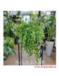 Eschynantus Japhrolepis, Eszynantus Japhrolepis, Aeschynanthus Japhrolepis, modne rośliny popularne rośliny sklep