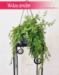 Eschynantus Japhrolepis, Eszynantus Japhrolepis, Aeschynanthus Japhrolepis, kwiaty doniczkowe sklep online