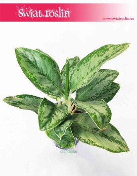Aglaonema Cintho Queen, Aglonema Cintho Queen, sklep aglonema