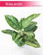 Aglaonema Cintho Queen, Aglonema Cintho Queen, sklep aglonema