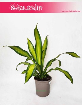 Dracaena Fragrans Charley, Dracena Wonna Charley, kwiaty doniczkowe