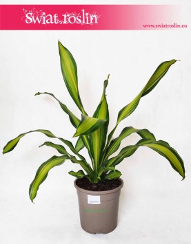 Dracaena Fragrans Charley, Dracena Wonna Charley, internetowy sklep z roślinami online