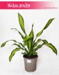 Dracaena Fragrans Charley, Dracena Wonna Charley, internetowy sklep z roślinami online