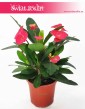 Wilczomlecz Lśniący, Euphorbia Milii