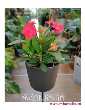 Wilczomlecz Lśniący, Euphorbia Milii, sklep z sukulentami w Krakowie, modne sukulenty, skukulenty z insta