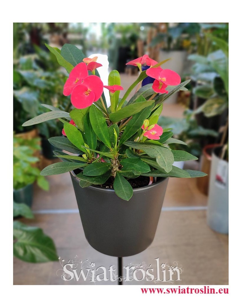 Wilczomlecz Lśniący, Euphorbia Milii, sklep z sukulentami w Krakowie, modne sukulenty, skukulenty z insta