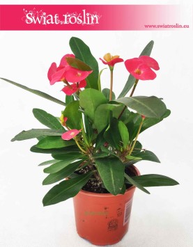 Wilczomlecz Lśniący, Euphorbia Milii, roślina wilczomlecz sklep online, sklep Kraków euphorbia