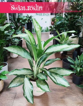 Aglaonema Cleopatra, Aglonema Cleopatra, duża aglonema wysyłka roślin