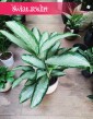 Aglaonema Cleopatra, Aglonema Cleopatra, sklep z roślinami online internetowy