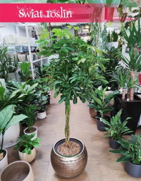 Duża Schefflera Arboricola Nora, Wielka Szeflera Drzewkowata Nora, Duże rośliny doniczkowe sklep online z roślinami