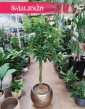 Duża Schefflera Arboricola Nora, Wielka Szeflera Drzewkowata Nora, Duże rośliny doniczkowe sklep online z roślinami
