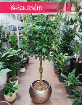 Duża Schefflera Arboricola Nora, Wielka Szeflera Drzewkowata Nora, Duża Szeflera sklep Kraków