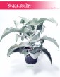 Kalanchoe Beharensis, Kalansza Beharensis, Pluszowe Uszy Słonia roślina