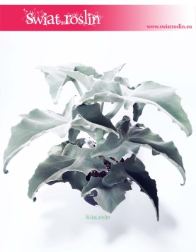Kalanchoe Beharensis, Kalansza Beharensis, Pluszowe Uszy Słonia roślina, sklep z roślinami