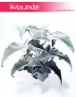 Kalanchoe Beharensis, Kalansza Beharensis, Pluszowe Uszy Słonia roślina, sklep z roślinami