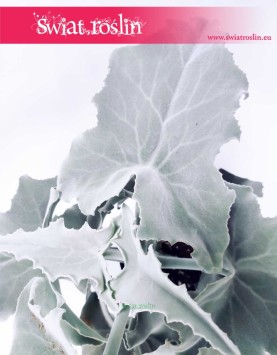 Kalanchoe Beharensis, Kalansza Beharensis, Pluszowe Uszy Słonia roślina, rośliny z insta kalansza sklep online