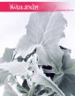 Kalanchoe Beharensis, Kalansza Beharensis, Pluszowe Uszy Słonia roślina, rośliny z insta kalansza sklep online