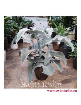 Kalanchoe Beharensis, Kalansza Beharensis, Pluszowe Uszy Słonia roślina, popularne rośliny doniczkowe