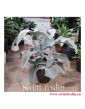 Kalanchoe Beharensis, Kalansza Beharensis, Pluszowe Uszy Słonia roślina, popularne rośliny doniczkowe