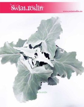 Kalanchoe Beharensis, Kalansza Beharensis, Pluszowe Uszy Słonia roślina, modne rośliny